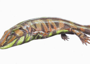 Very Old Fish Fossil Shows Evolutionary Origin of the Human Hand