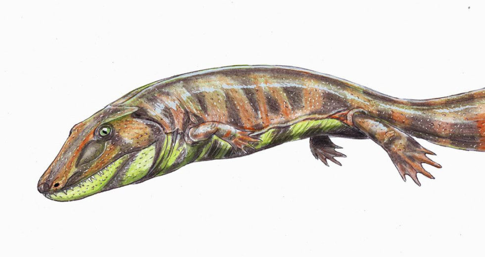 Very Old Fish Fossil Shows Evolutionary Origin of the Human Hand