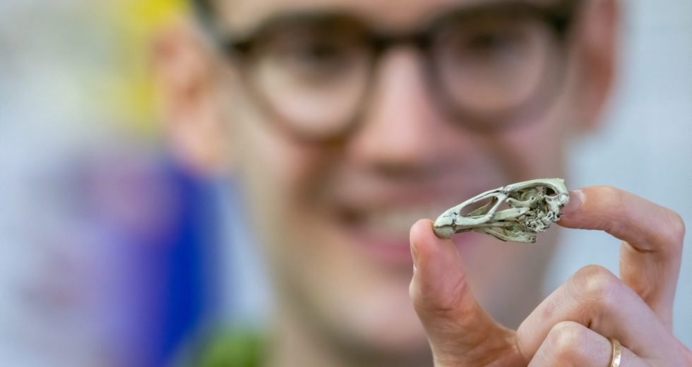 ‘Wonderchicken’ or How We Can Better Understand Why Birds Survived the Asteroid That Killed the Dinosaurs