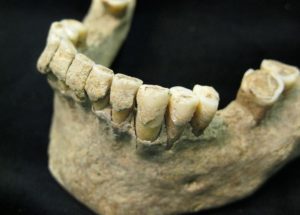 Ancient Human Fossils Showed That Stressful Events Leave Marks On The Teeth