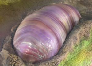 Fossils of a Common Ancestor of Life on Earth Were Found in Southern Australia