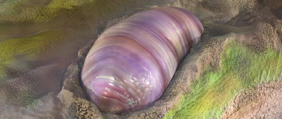 Fossils of a Common Ancestor of Life on Earth Were Found in Southern Australia