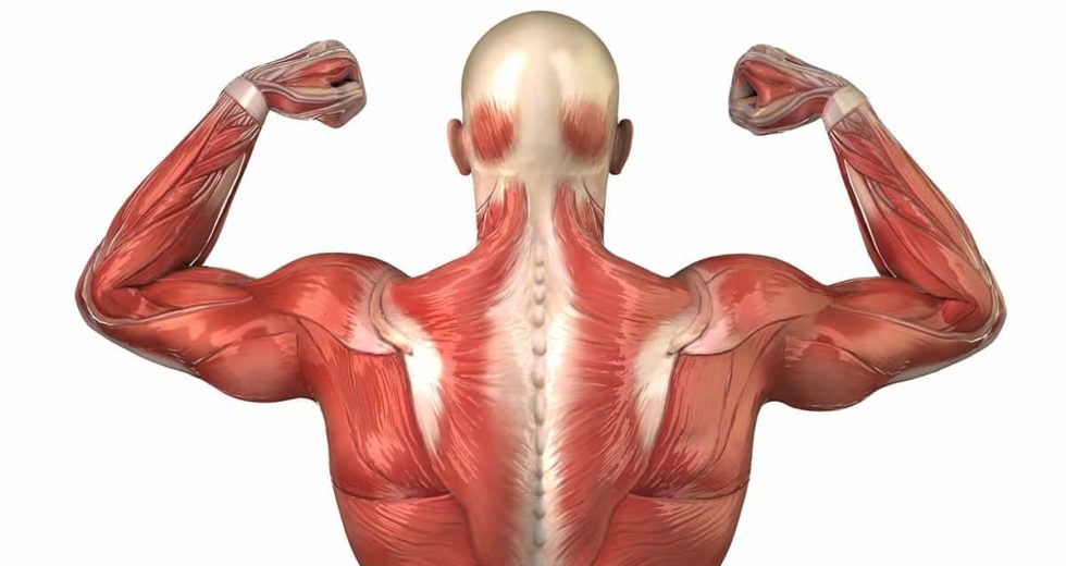 Top 5 Ignored Muscles in the Human Body