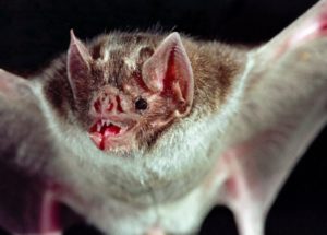 Vampire Bats Swap Blood From One To Another For Bonding