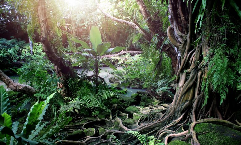 Ancient Fossilized Rainforest Uncovered in Antarctica