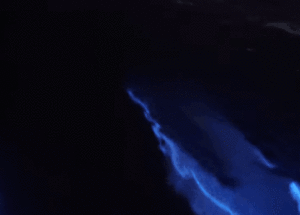 The Fairy Tale of Glowing Dolphins, Luciferin, and Bioluminescent Algae