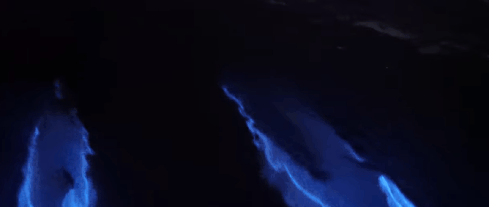 The Fairy Tale of Glowing Dolphins, Luciferin, and Bioluminescent Algae