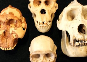 How Intelligent Were Neanderthals? A String Can Show Us