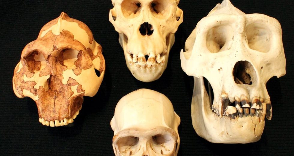 How Intelligent Were Neanderthals? A String Can Show Us