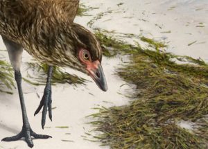 Scientists Found The Ancestor Of The Modern Birds, The Wonderchicken