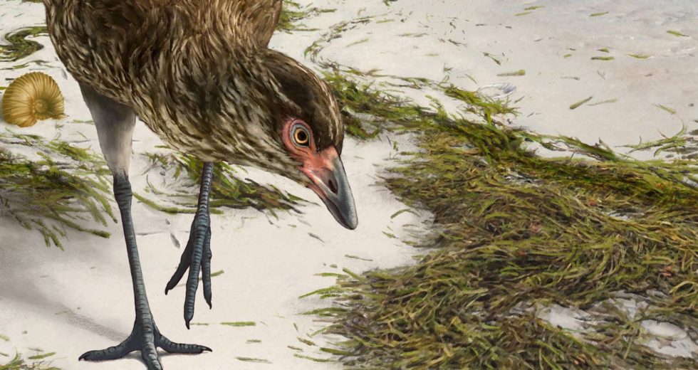 Scientists Found The Ancestor Of The Modern Birds, The Wonderchicken