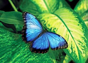 Butterfly Wings Change Colors, According to a New Study