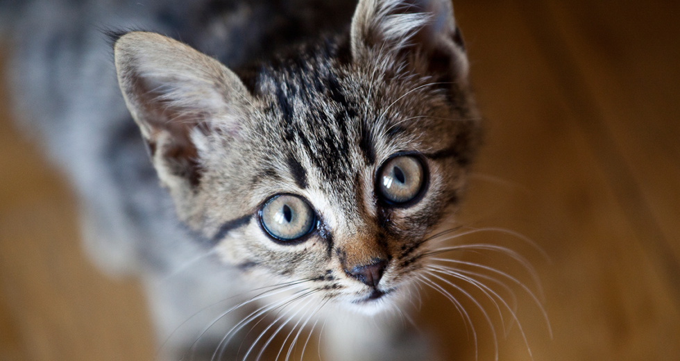 Cats And Coronavirus – Keep Your Little Felines Indoors Since They Can Get COVID-19