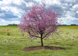A Single Cherry Tree Can Absorb 20 Pounds Of Carbon Emissions Per Year