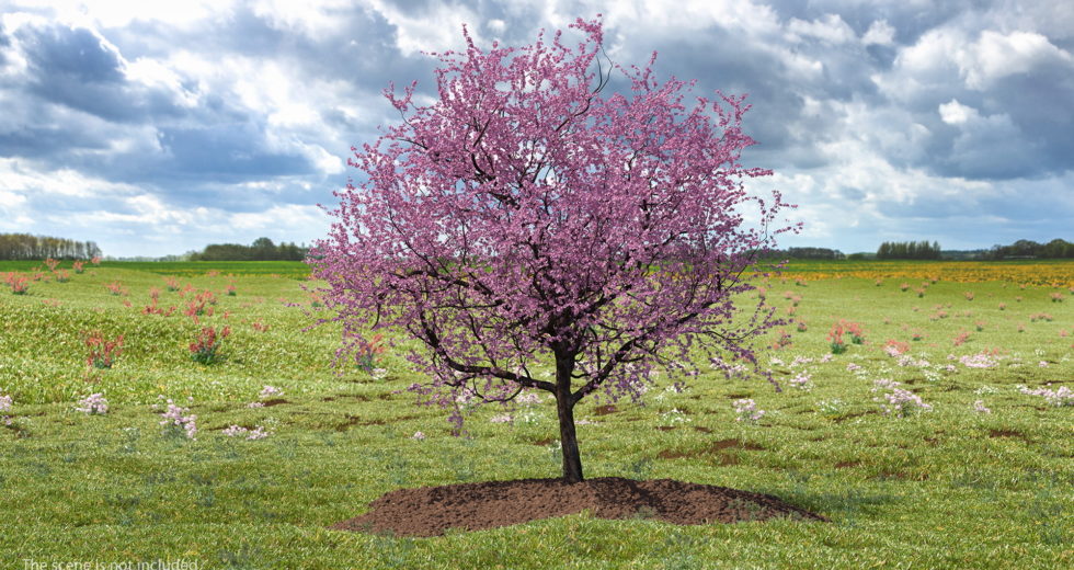 A Single Cherry Tree Can Absorb 20 Pounds Of Carbon Emissions Per Year