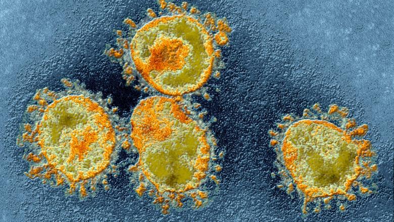 Coronavirus Immunity — New Study Explains The COVID-19 “Achille’s Heel”