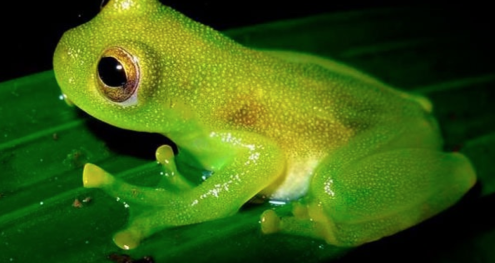 Cold-Blooded Frog Lived In Warm Antarctica, Fossil Records Show