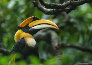 Veterinaries Helped A Mutilated Hornbill With A 3D Printer