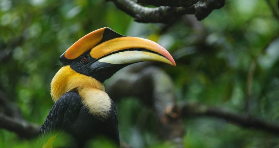 Veterinaries Helped A Mutilated Hornbill With A 3D Printer