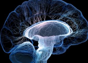 Language Pathway In The Human Brain Is 25 Million Years Old