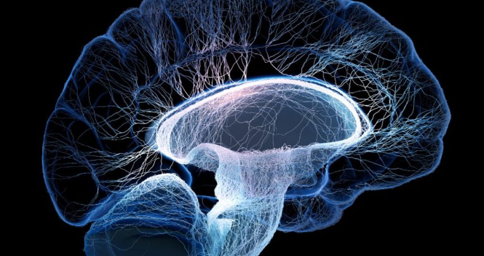Language Pathway In The Human Brain Is 25 Million Years Old