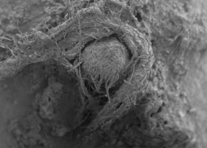 Neanderthals Could’ve Made the Oldest String In The World