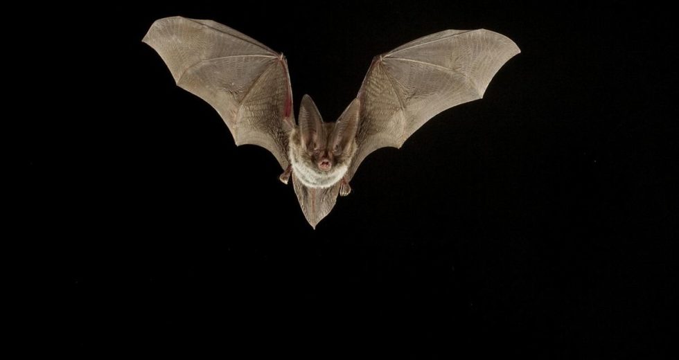 New Coronavirus Strains Exist In Bats, According To A Study
