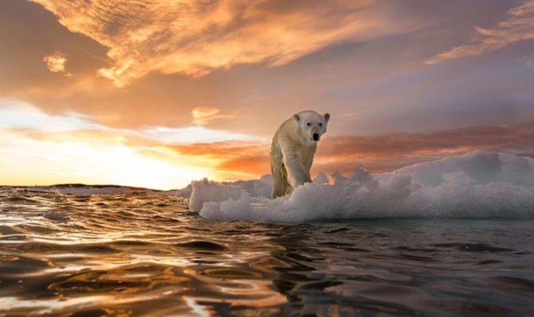 North Pole Summers Will Be Ice Free, Scientists Warn