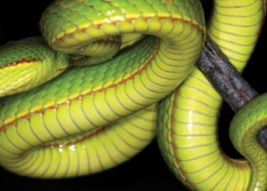 New Slithering Snake Species Was Named After a Character from Harry Potter