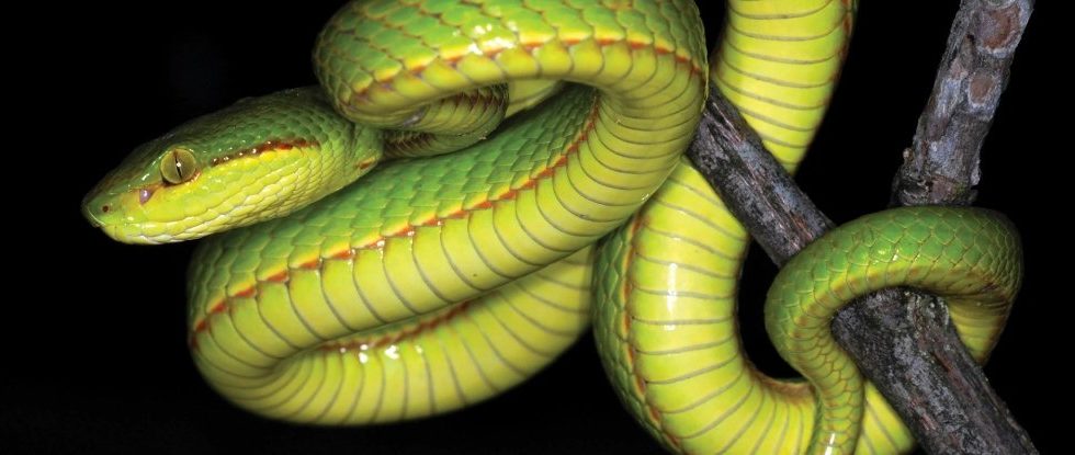 New Slithering Snake Species Was Named After a Character from Harry Potter