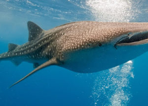 Sharks Can Use a ‘GPS’, Defying All Expectations