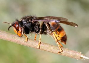 Asian Hornets Take Control of America – Is There Something We Can Do?