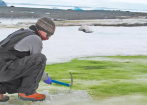 Climate Change Paints Antarctica’s Snow Green, Study Says