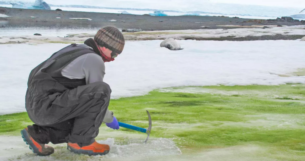 Climate Change Paints Antarctica’s Snow Green, Study Says