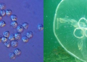 Jellyfish-Parasite Discovered to Live Without Oxygen