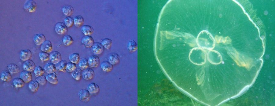 Jellyfish-Parasite Discovered to Live Without Oxygen