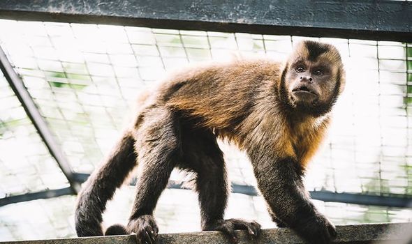 New Study Reveals that Monkeys Develop Immunity to COVID-19