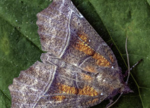 Moths Seem to Play a Previously Unknown Role as Pollinators