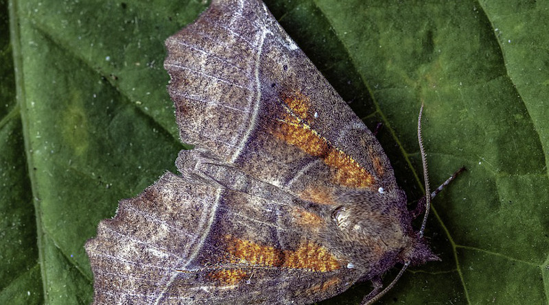 Moths Seem to Play a Previously Unknown Role as Pollinators