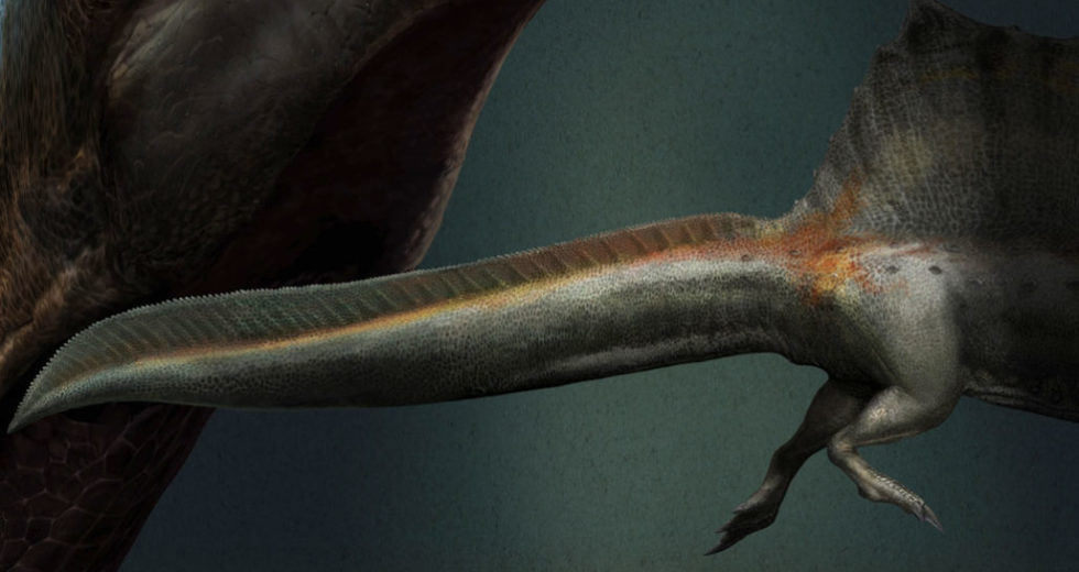 Was Spinosaurus Able to Swim?