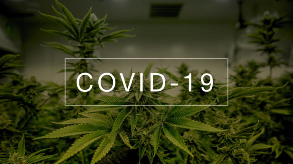 Could Cannabis Prevent COVID-19? Preliminary Study Answers