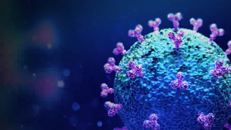 COVID-19 Treatment Might Reside In The 47D11 Antibody