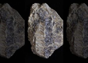 Evolutionary History Might Change As The Scientists Found A 400-million-year-old Plant Fossil