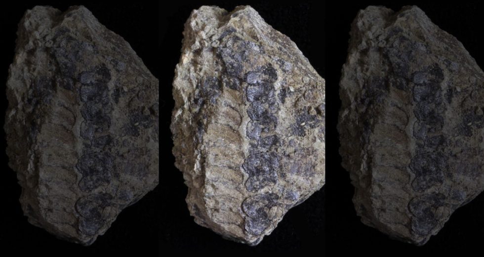 Evolutionary History Might Change As The Scientists Found A 400-million-year-old Plant Fossil