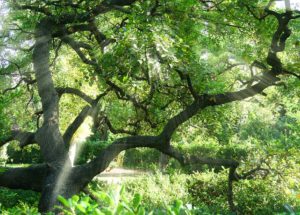 The Location of the Garden of Eden Might Have Been Found, Archaeologists Believe