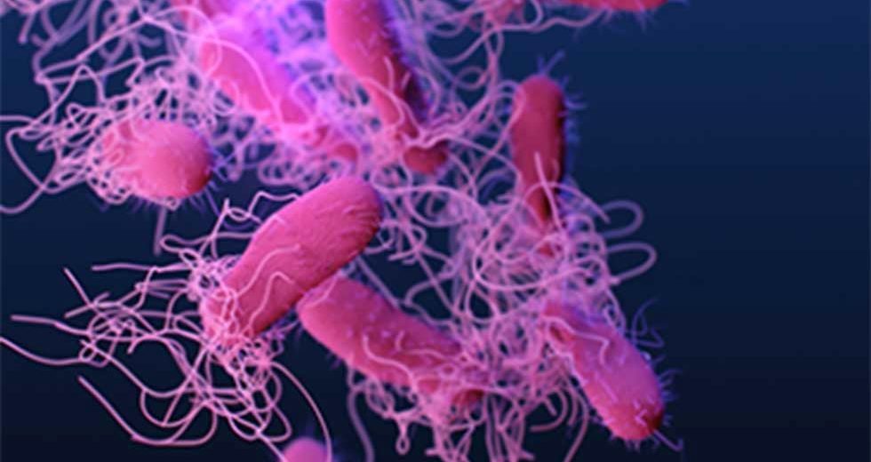 Superbugs Breakthrough – New Study On Bacterial Structure Could Help Lower Antibiotic Resistance