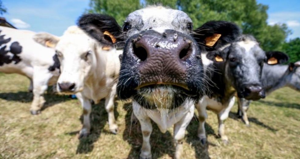 Cows Can Help Treat COVID-19 – Here’s How