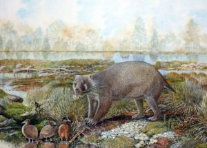 A Peculiar Creature Was Recently Discovered In Australia