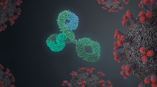 Coronavirus Antibody Levels In Recovered COVID-19 Patients – New Unexpected Details Unveiled