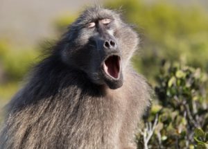Monkeys And Humans Share A Key Grammar-Related Skill, Study Shows